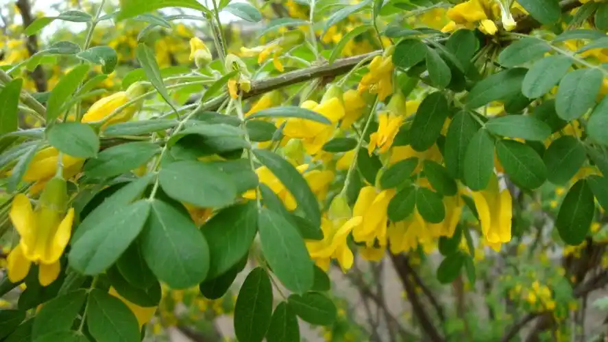 树锦鸡儿拉丁名: caragana arborescens (amm.) lam.