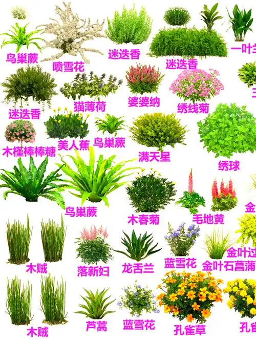 🌸花境植物搭配设计,让你的花园更加丰富多彩!