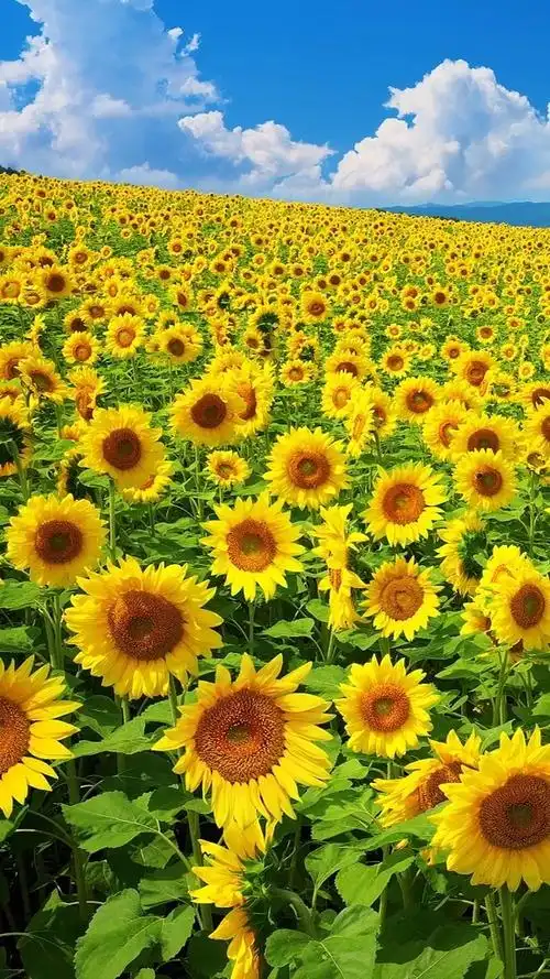 向日葵代表阳光,积极向上[赞][赞]我们要像向日葵一样微笑面对生活