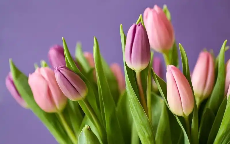 首页 鲜花 郁金香 粉红色的郁金香,花束,紫色背景 壁纸 下载 1680x