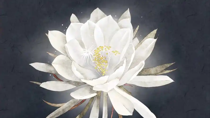 莫小沫绘画带讲解蒙版的运用昙花一现绘制过程零基础必看