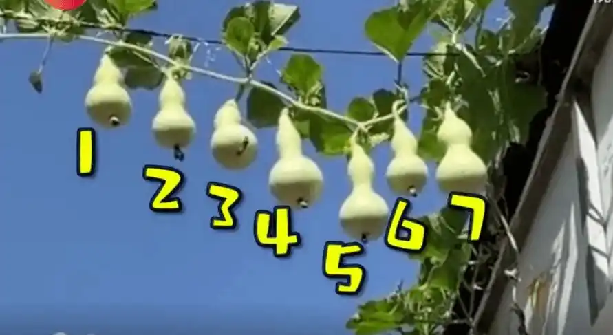 现实版的葫芦娃山西临汾一根藤长出七个葫芦