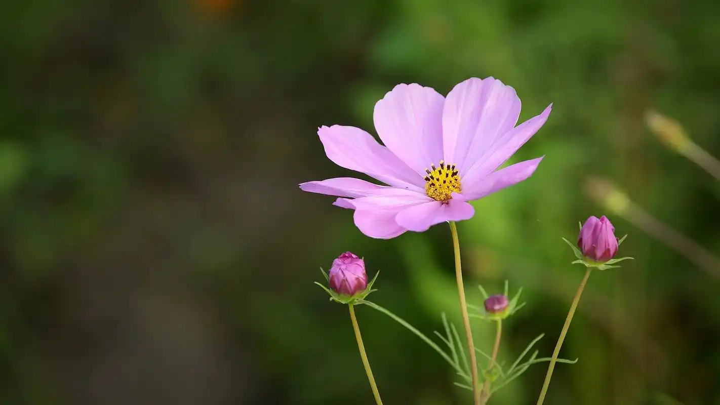 小清新波斯菊桌面壁纸第二辑_风景壁纸_壁纸下载_美桌网