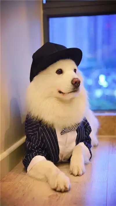 超可爱狗狗萌宠图片_1383629_领贤网