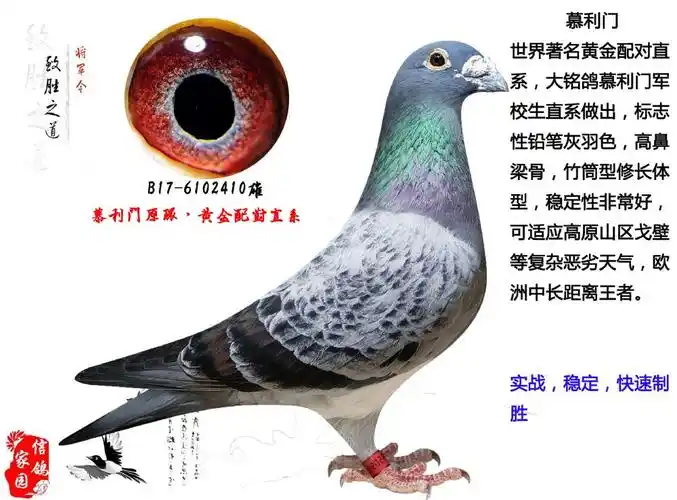 金属风暴,慕利门黄金配对直系 - 淄博信鸽家园