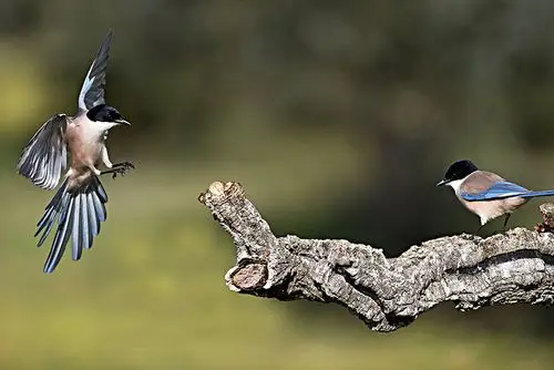 伊比利亚,蓝色,喜鹊,埃斯特雷马杜拉,西班牙