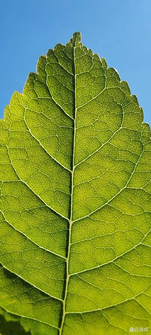 这是在向树默默致敬吗?