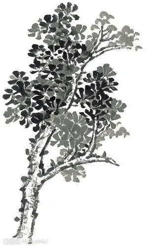 树木- 澕仔菿泚①游的日志 - 网易博客