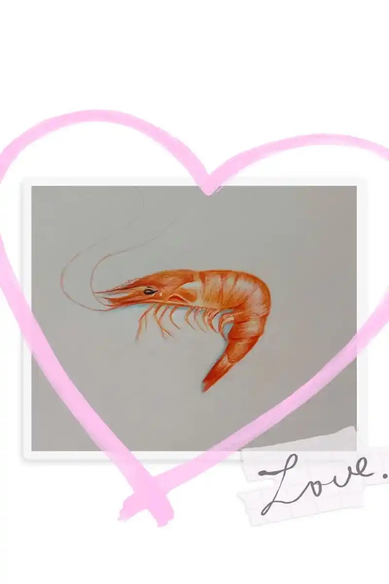 彩铅画虾🦐.#随手画