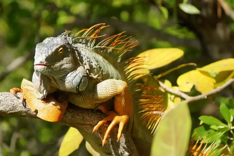 【美洲蜥蜴摄影图片】美国佛罗里达key west岛生态摄影_太平洋电脑网