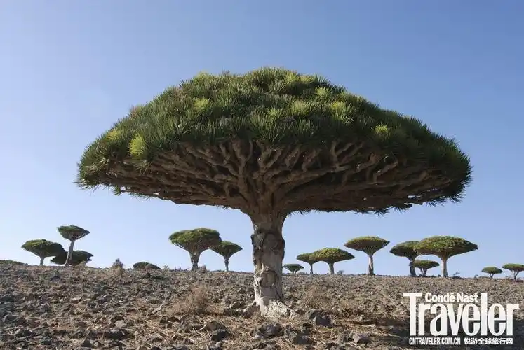 赏世界各地醉人树景