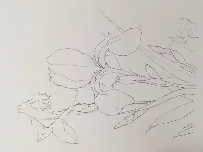 自学彩铅花卉4鸢尾花