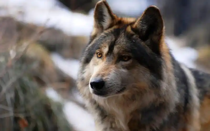 id-958289-高清晰黑狼狗壁纸高清大图