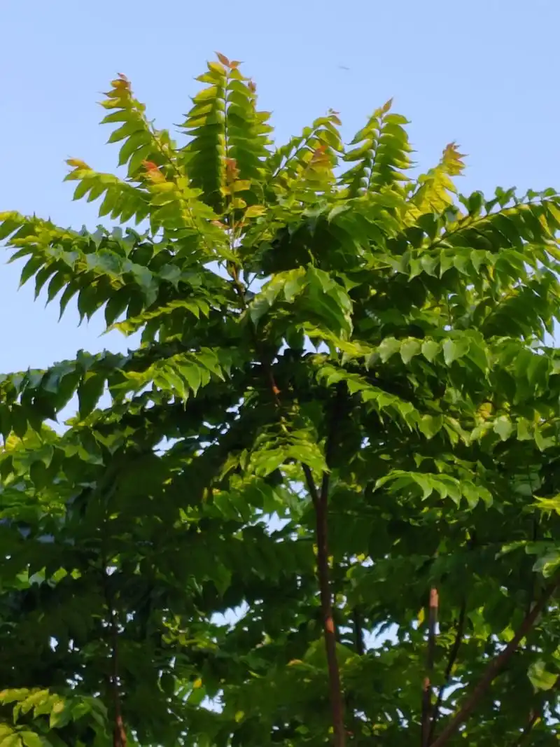 俊秀超凡的麻楝树 五月,那美丽的麻楝树出落的愈发英俊挺拔,枝叶也