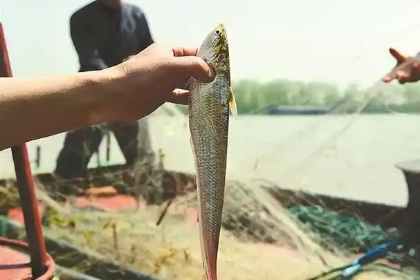 清明节前卖到5000元一斤长江禁捕后养殖刀鱼成印钞机