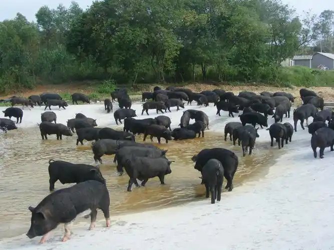 浦北黑猪_钦州市_广西壮族自治区农业农村厅