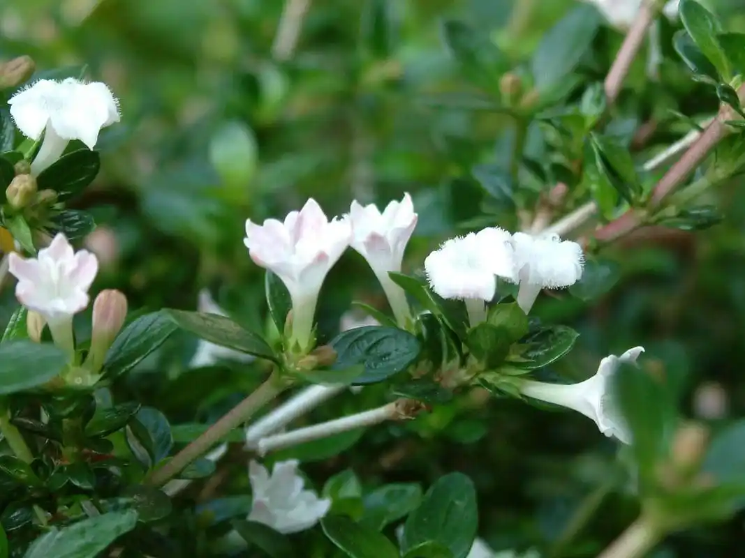【景佳园艺】 供应各种苗木 批发大量优质 六月雪