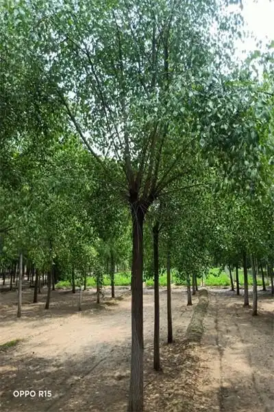 丝棉木价格表12公分丝棉木多少钱阿克苏