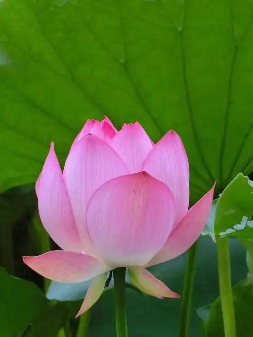 夏日骄阳荷花盛开