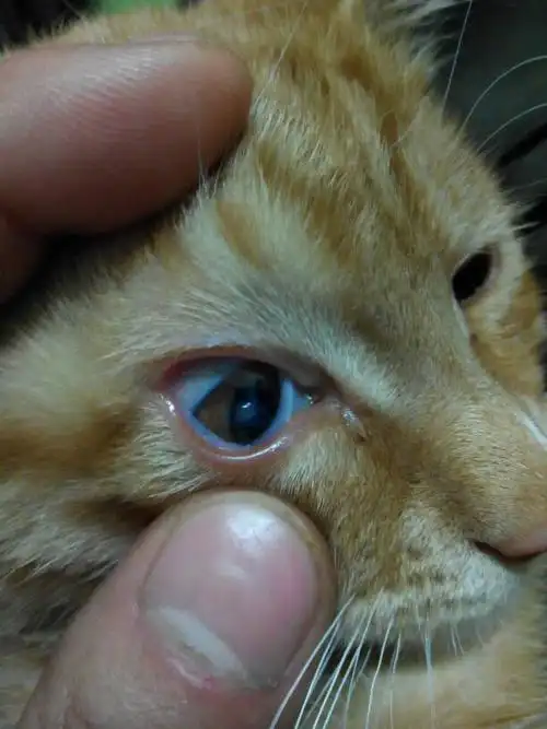 今天发现5个月大小公猫右眼睛有白色肉似的粘膜,小猫有不是的表现,是