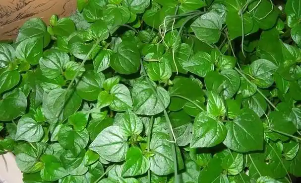 不知道大家有没有见过这种植物