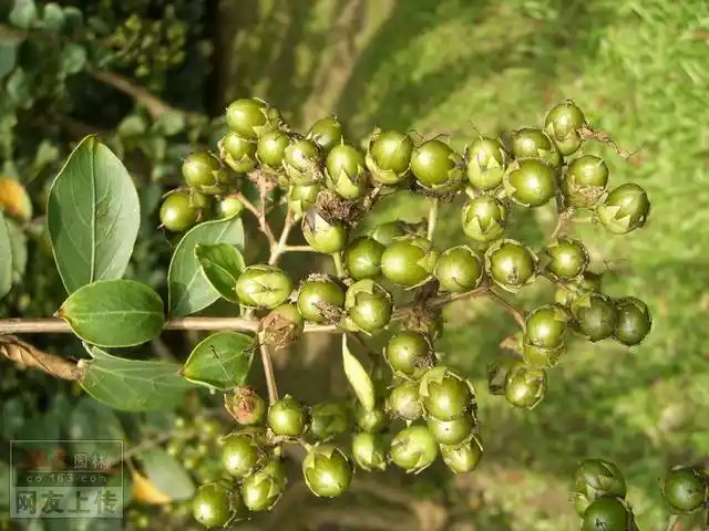 杨桃和小叶紫薇的果实