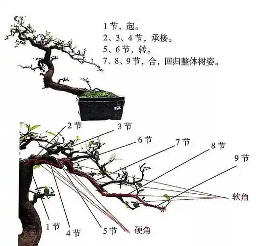 掌握5种岭南盆景的造型枝法就能创作出变化多端的盆景作品