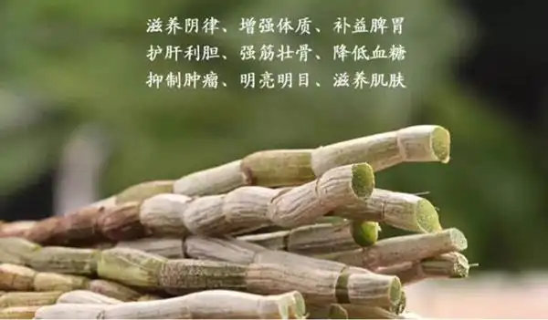 养胃生津,健脑名目,补五肺之虚劳的神奇功效,铁皮石斛的功效与作用是