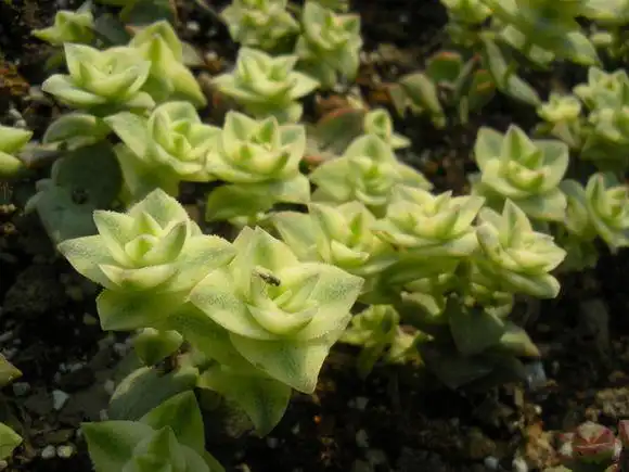 十字星锦的养殖方法?十字星锦扦插繁殖?【图】