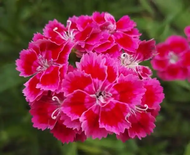 注意2点,分枝多开花多花期长,花繁色艳