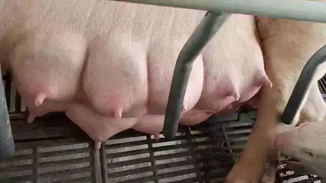 养猪人注意母猪有这几种表现时将在6个小时之内产仔