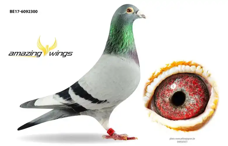 欧洲鸽王亚军吉尔伯特孙代300号