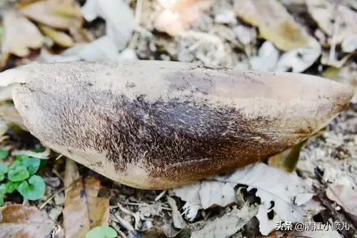 竹子也穿衣服农村的这种笋壳原来还有这样多的好处