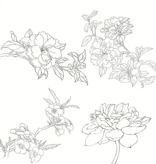 工笔花卉线稿分享