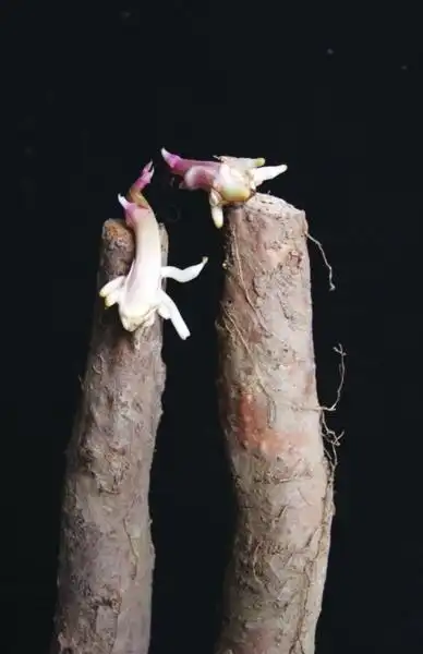 山药发芽堪比花