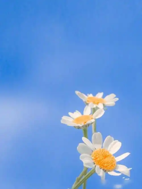 优质早安句子干净阳光开启正能量满满的一天