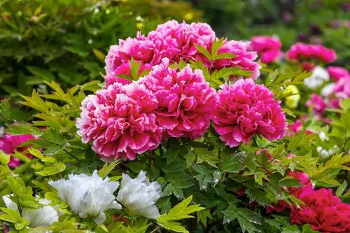 百花齐放,百家争呜