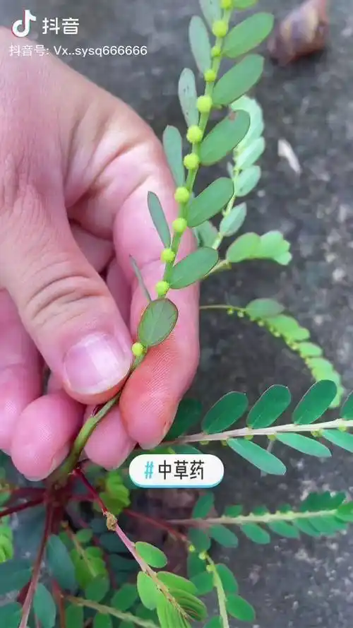 中草药农村里的良草叶下珠叶子下有一排珠子有着很高的价值