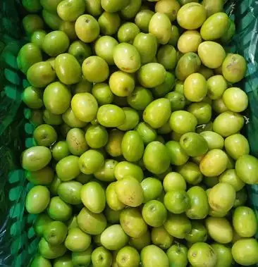 [青枣批发]元谋大青枣价格0.30元/斤 - 一亩田