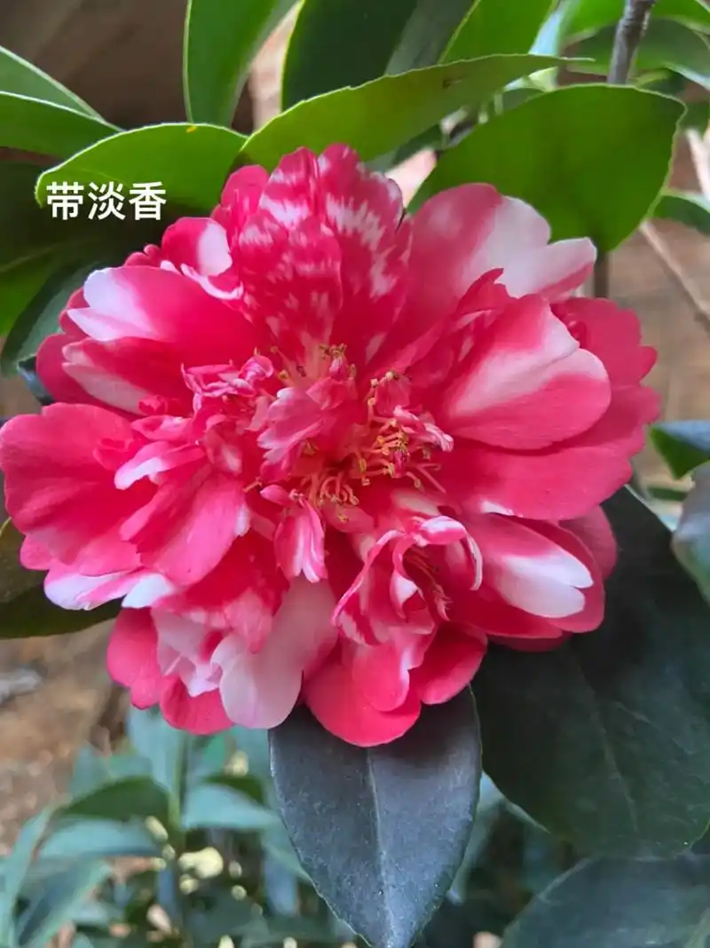 四季茶花开品鉴赏.四季茶花部分品种开图片鉴赏#茶花 #四季茶 - 抖音