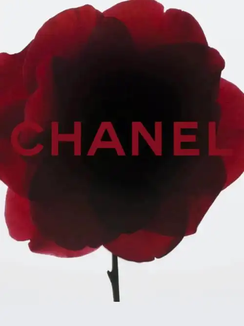 香奈儿一号山茶花系列