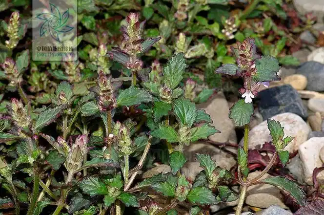 筋骨草(筋骨草的图片)