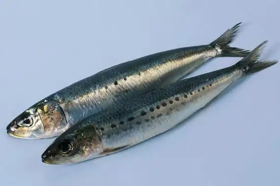 青条鱼本身就属于经济鱼类,并且饲养起来也是比较简单