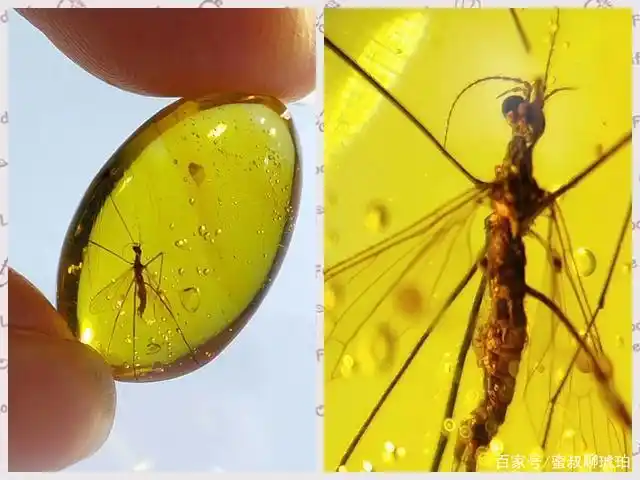 穿越时空隧道的"神奇精灵"——沉睡在琥珀中的昆虫