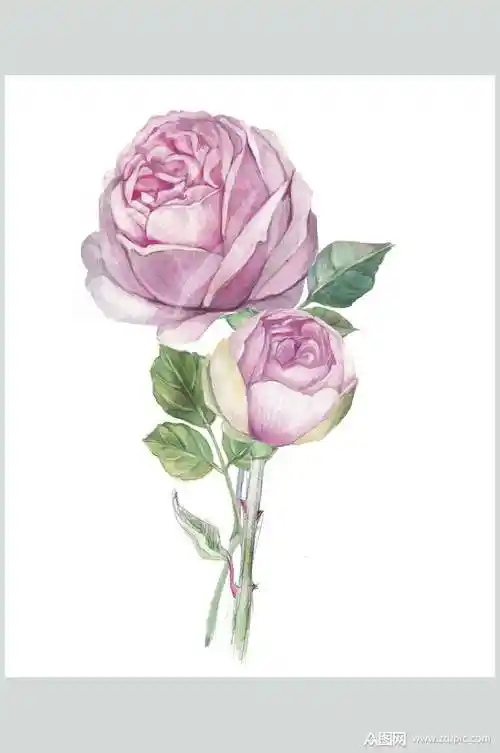 花朵玫瑰花手绘素材