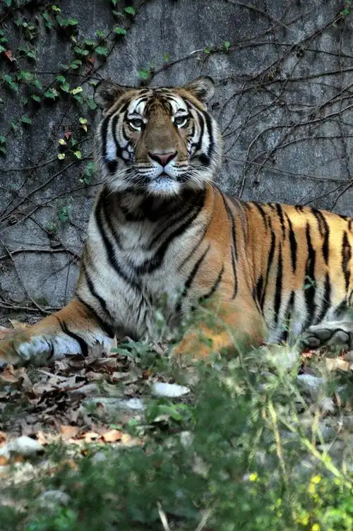 【动物世界--东北虎摄影图片】上海动物园生态摄影_太平洋电脑网摄影