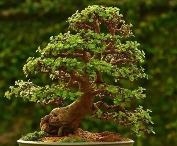 养金枝玉叶改掉5个习惯长得粗壮几年变老桩盆景