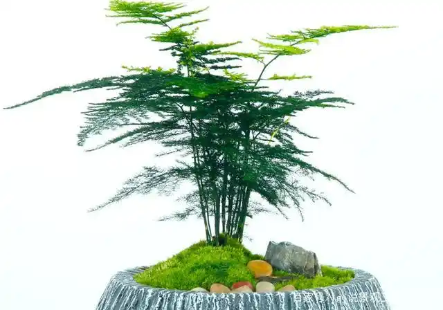 搭配式文竹盆景,素材种类较多,如使用姬翠竹,苔藓,蕨类植物,玲珑芒