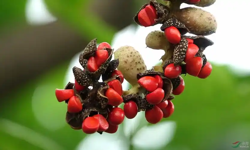 漂亮的玉兰花果实