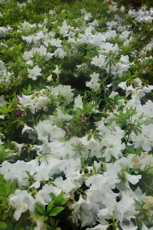 杜鹃花季映山红淡雅的白杜鹃却给你别样的清新